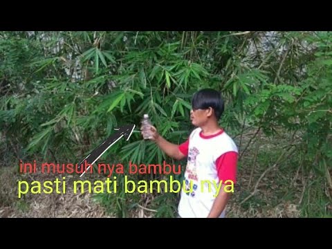 Video: Bisakah Anda membunuh bambu dengan menutupinya?