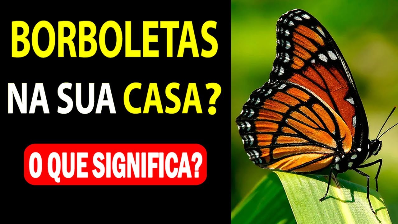 O QUE SIGNIFICA QUANDO UMA BORBOLETA ENTRA NA SUA CASA 🦋 - YouTube