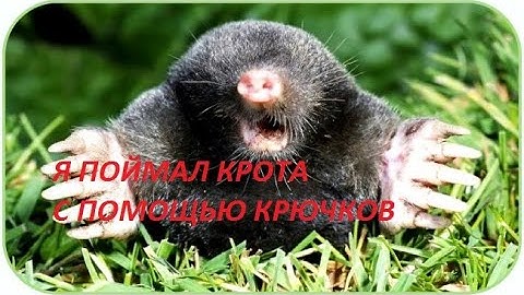 Как поймать крота с помощью шомпура и крючков. Эффективный способ. Определяем где нора (ход) крота