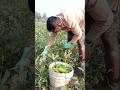 Fresh Bhindi (Okra) Picking Today 👩‍🌾 Farm Fresh!Village #shorts