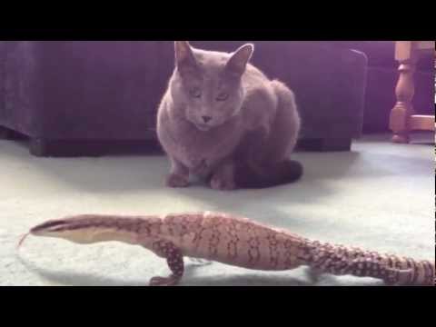 camera iphone 8 plus apk Cat vs Reptiles and Amphibians