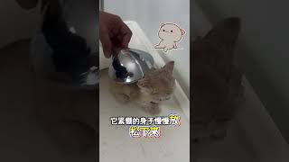 起先抗拒沖水，隨後愜意躺平