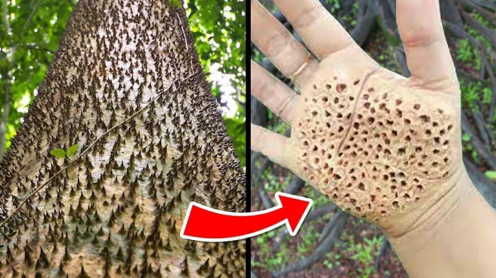 Most Dangerous Trees You Should NEVER Touch - DayDayNews