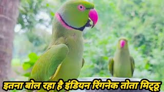 So Much Speaking Indian Ringneck Talking Parrot