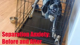 B the Dog Overcomes her Separation Anxiety  (with an UPDATE  6 years later  link below!!)