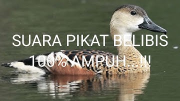 SUARA PIKAT BELIBIS AUTO DATANG...!!!