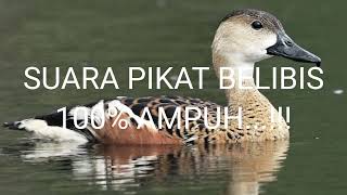 Download lagu SUARA PIKAT BELIBIS AUTO DATANG... mp3
