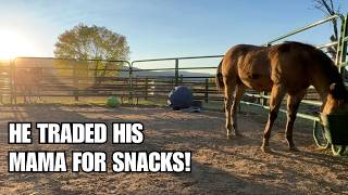 Weaning a foal ~ Slow and steady wins the race! Day 2