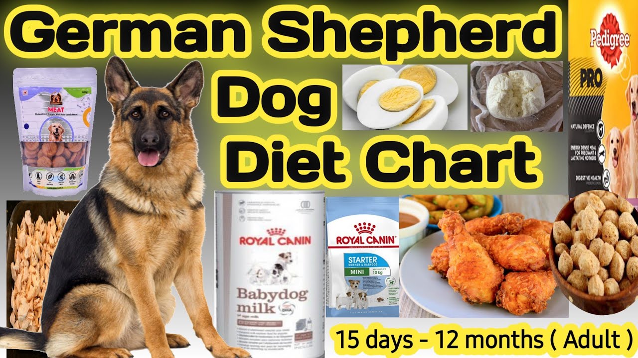 german shepherd diet plan/chart || gsd diet plan || german shepherd