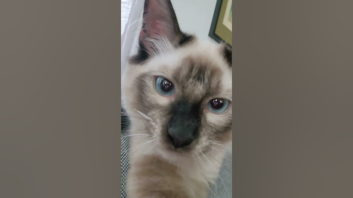 Video 2644071: cat funny pets, pets walking