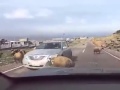 Crazy goat rams car