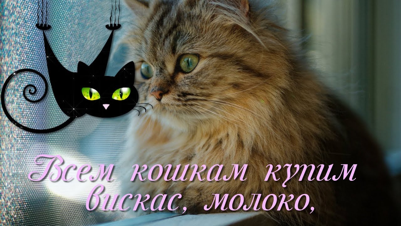 С Днем Кошек Фото