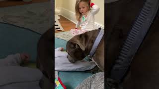 This Staffie Is The Best Big Brother In The World Saveanimals