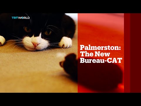 Video: Kehidupan Larry Cat-Chief Mouser ke Pejabat Kabinet United Kingdom