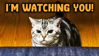 7 REASONS Your Cat STARES at You by Surfing Cat 5,037 views 1 year ago 8 minutes, 14 seconds