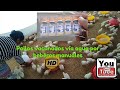 ASÍ SE VACUNAN POLLOS