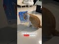 Kira-kira kucing apa harimau? Plot twist nyerah deh #kucing #lucu #viral