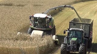 Claas Jaguar 950 kämpft sich durch die Triticale - GPS häckseln mit Lohnunternehmen Schwägerl