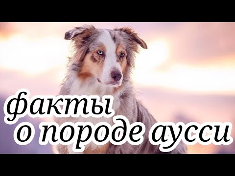 🐶факты о породе аусси🐶