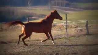 Eustaria Pegasusgazal Al Saqab - Eusarapamir