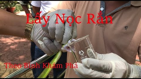 Lấy nọc rắn lục đuôi đỏ