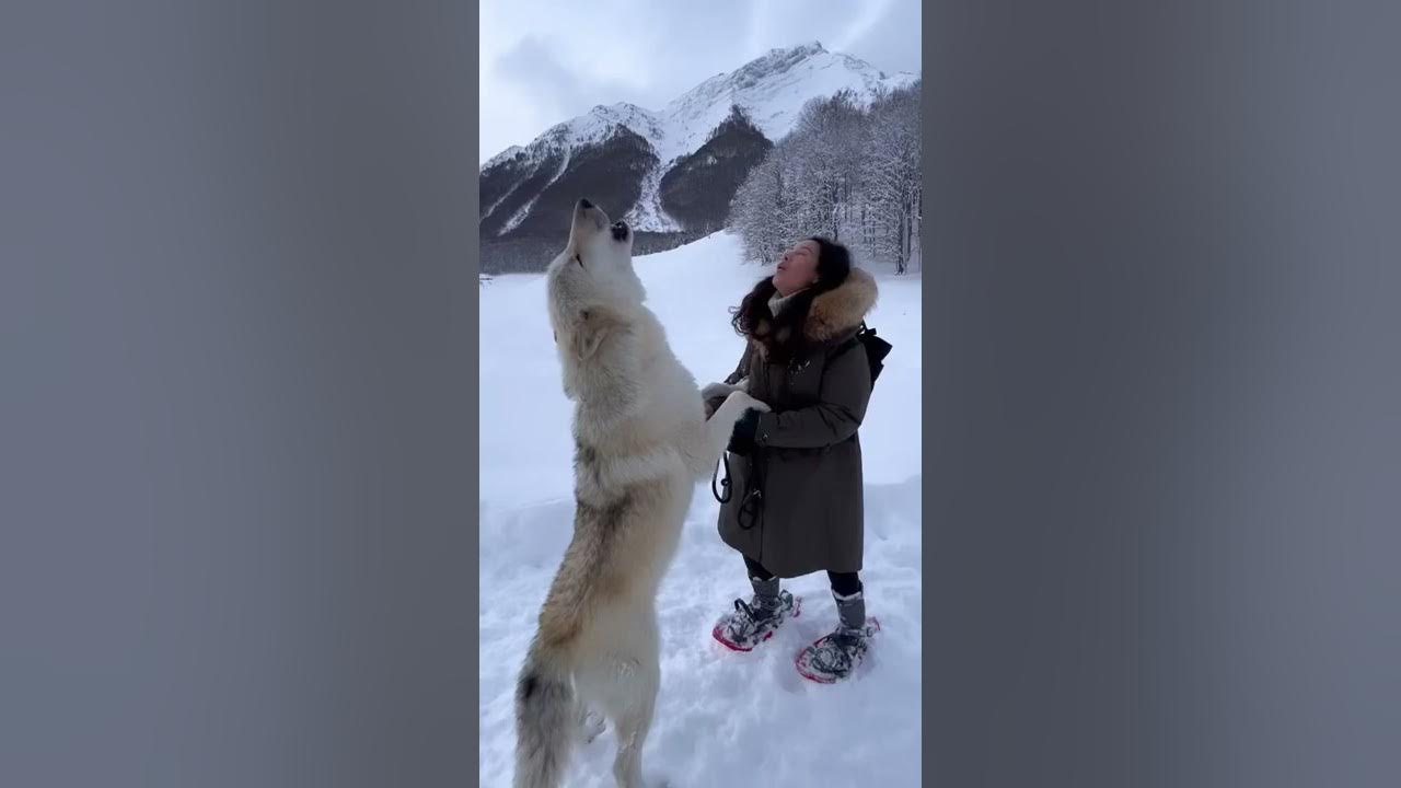 Howling with a Gigantic White Wolf