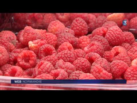 First raspberry harvest at a farm in Eure