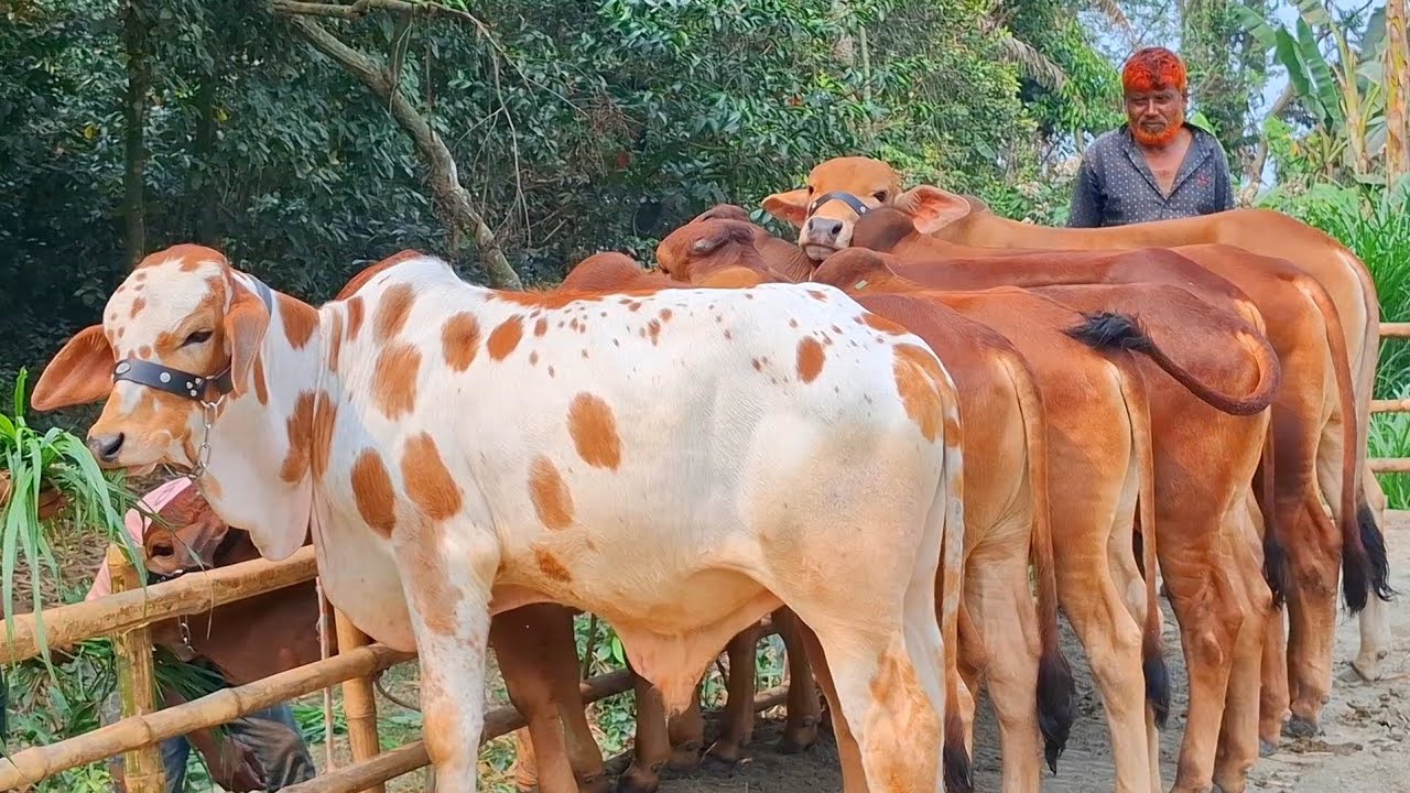 ৮ মার্চ 2026| টপ কোয়ালিটির শাহীওয়াল ও ব্রাহামা জাতের ষাঁড় বাছুর গরুর প্যাকেজ | বিরামপুর থেকে