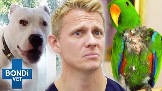Top 5 Stressed Pets Overcome Their Anxiety ❤️ Pet Anxiety Month 🐶| Bondi Vet Compilation | Bondi Vet