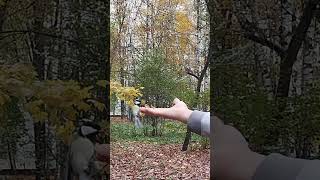 Синички