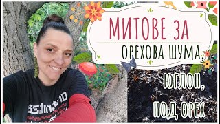 видео: Орехи в градината-юглон, митове за растенията под орехите, мулчиране с, компостиране на орехова шума картинка: Орехи в градината-юглон, митове за растенията под орехите, мулчиране с, компостиране на орехова шума