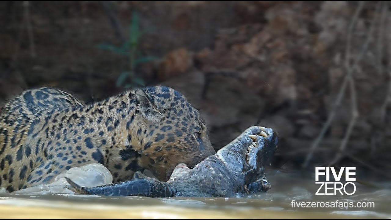 Até onça é cancelada na internet após matar capivara no Pantanal