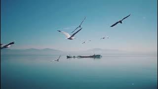 Seagulls Sound Effect