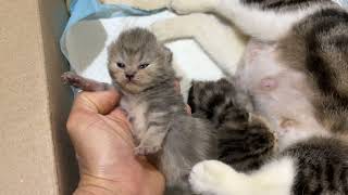 Meow Kittens: The adorable actions of the mother cat and her 3 kittens.
