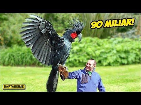 Video: Apa Burung Terpantas Di Bumi