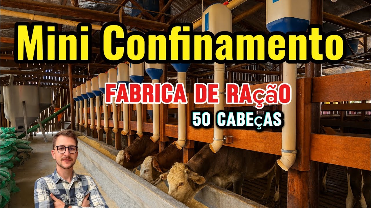 50 cabeças Mini Confinamento e Fabrica de Ração Completo.