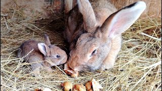 Топинамбур (земляная груша) для кроликов! Стоит ли ее давать кроликам!? [польза и вред]