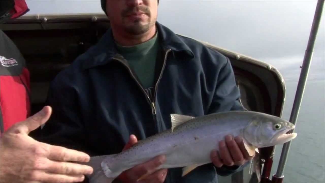 Big Trout At Bear Lake, Northern Utah YouTube