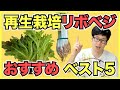 【再生野菜】再生栽培のおすすめ野菜ランキングベスト5！簡単で初心者向け【リボベジ】
