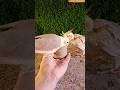 cockatiel bird 🐦😍 #shorts #cockatiel #yellowcockatiel48
