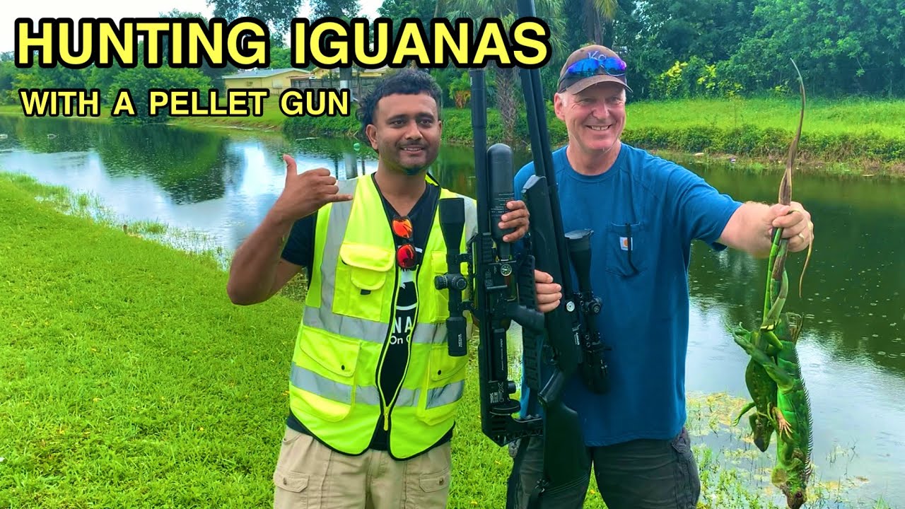 Iguana hunting with a pellet gun/scope cam/slow motion YouTube