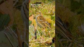The Meadow Pipits Peeping Song - Bird Songs