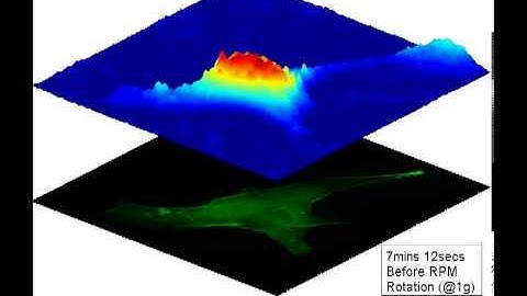 Digital Holographic & Epifluorescence Microscopy of EGPF Actin Transfected C2C12 Cells