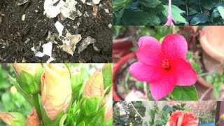 489Best Organic Fertilizer For Hibiscus, All Round Growth,More Flowering, Stops Bud Drop ,