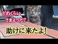 【緊急保護】ブカブカの汚れた首輪で傷を負いながら家猫に戻りたいと願い続け彷徨った猫を緊急保護。