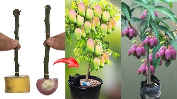 SUMMARY OF MANGO GROWING TECHNIQUES, using only bananas or onions in many ways