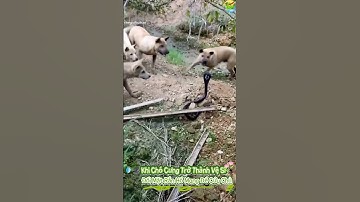 🐕 Chó Dũng Cảm Cắn Rắn Cứu Chủ