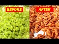 How to Make Raisins at Home | Kishmish making Process | Dry Grapes | Green Grapes turn into Raisins