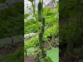 Calendula Flowers, Summer Cover Crops, Katrina Cucumbers 🔥