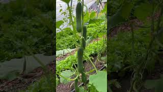 Calendula Flowers, Summer Cover Crops, Katrina Cubers